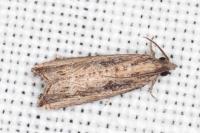 Bactra venosana