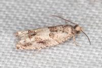 Crocidosema plebejana