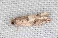 Crocidosema plebejana