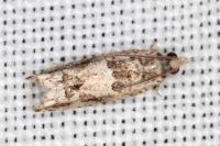 Crocidosema plebejana