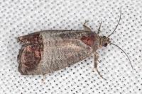 Cydia pomonella