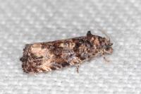 Endothenia