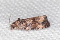 Endothenia