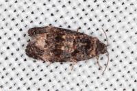 Endothenia