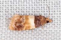 Epinotia festivana