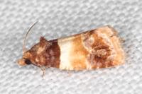 Epinotia festivana