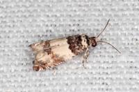 Epinotia thapsiana