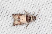 Epinotia thapsiana