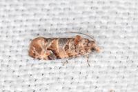 Lobesia botrana