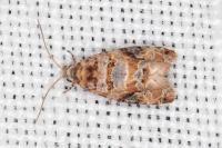 Lobesia botrana