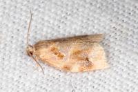Archips xylosteana