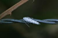 Yponomeuta