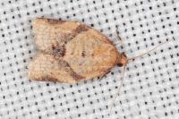 Clepsis consimilana