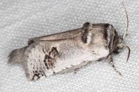 Parahypopta caestrum
