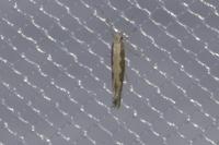Plutella xylostella