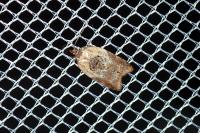 Acleris variegana
