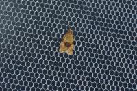 Epagoge grotiana