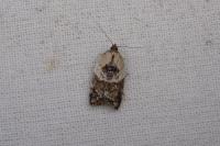 Acleris variegana