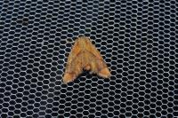 Apoda limacodes
