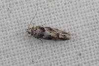 Recurvaria nanella