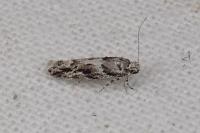 Recurvaria nanella