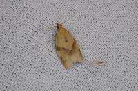 Clepsis consimilana