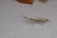 Coleophora