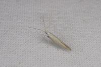 Coleophora