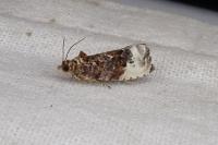 Hedya nubiferana