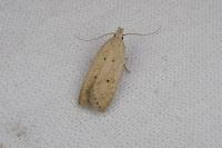 Nothris verbascella