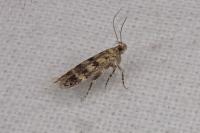 Oegoconia