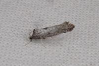 Paraswammerdamia albicapitella