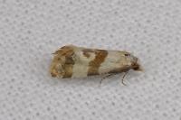 Phalonidia contractana