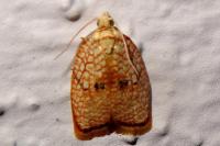 Acleris forsskaleana