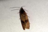 Celypha striana