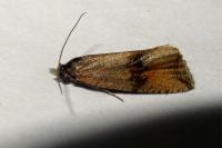 Celypha striana