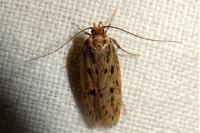 Hofmannophila pseudospretella