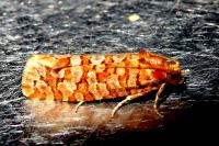 Lozotaeniodes formosana