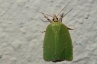 Tortrix viridana
