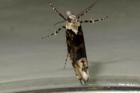 Ypsolopha sequella