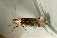 Ypsolopha sequella
