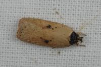 Agonopterix subpropinquella