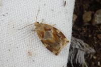 Archips xylosteana