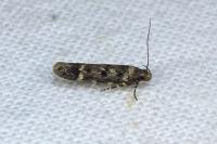 Bryotropha