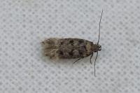 Bryotropha