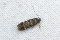 Bryotropha