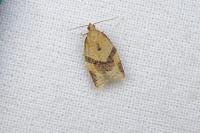 Clepsis consimilana