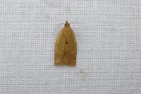 Clepsis consimilana