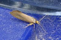 Crassa unitella