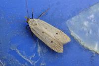 Nothris verbascella